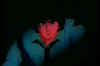 002.jpg (18054 byte)